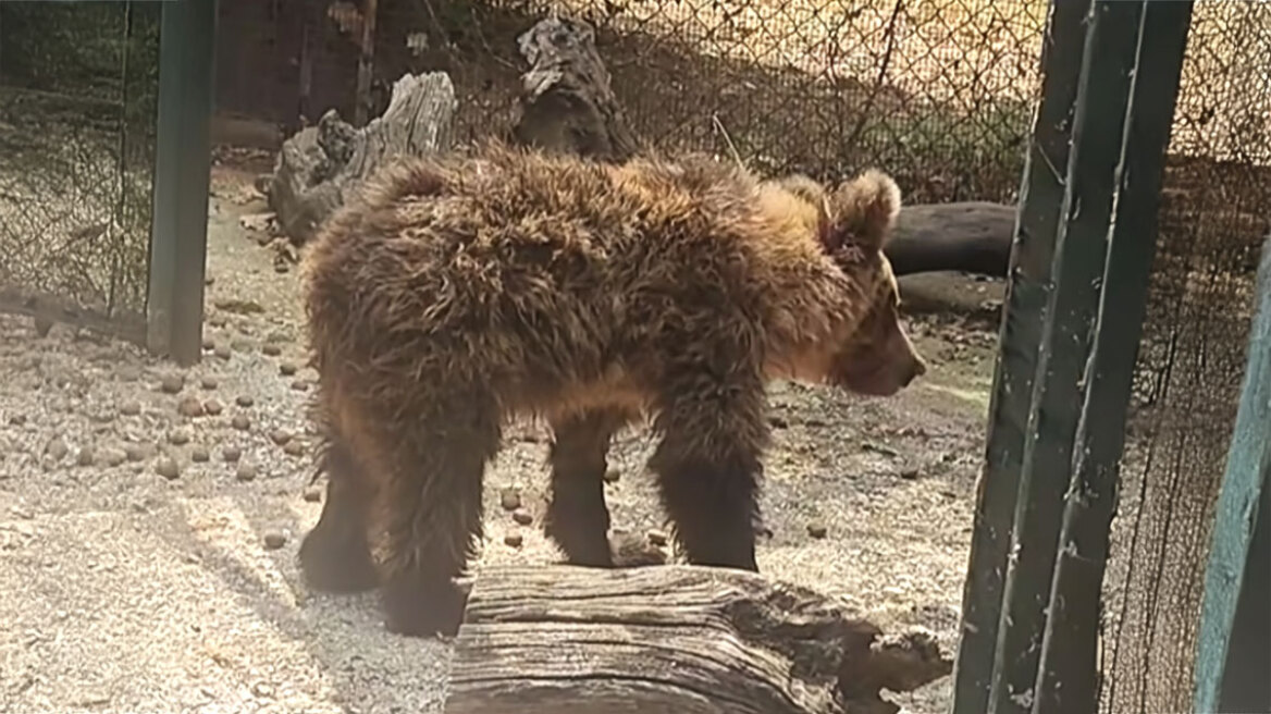 Η Κίρκη, το αρκουδάκι που τραυματίστηκε σε τροχαίο, αναρρώνει και επιστρέφει στο φυσικό της περιβάλλον