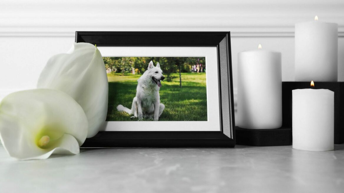 5 πράγματα που δεν θέλετε να ακούσετε όταν πεθάνει ο σκύλος σας