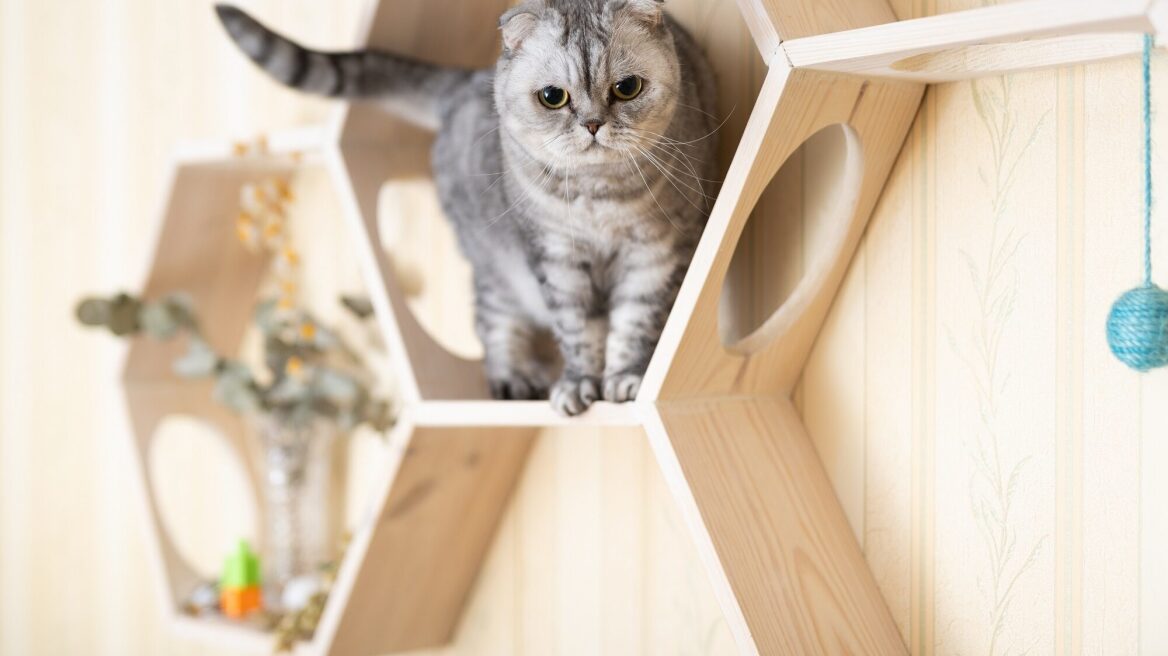 Scottish Folds: Τι πρέπει να ξέρετε για αυτές τις γάτες που δεν πρέπει να ζευγαρώνουν μαζί