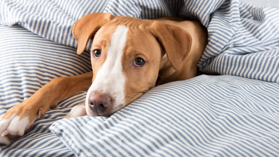 Κολίτιδα στον σκύλο: Όσα πρέπει να γνωρίζει ο κάθε κηδεμόνας