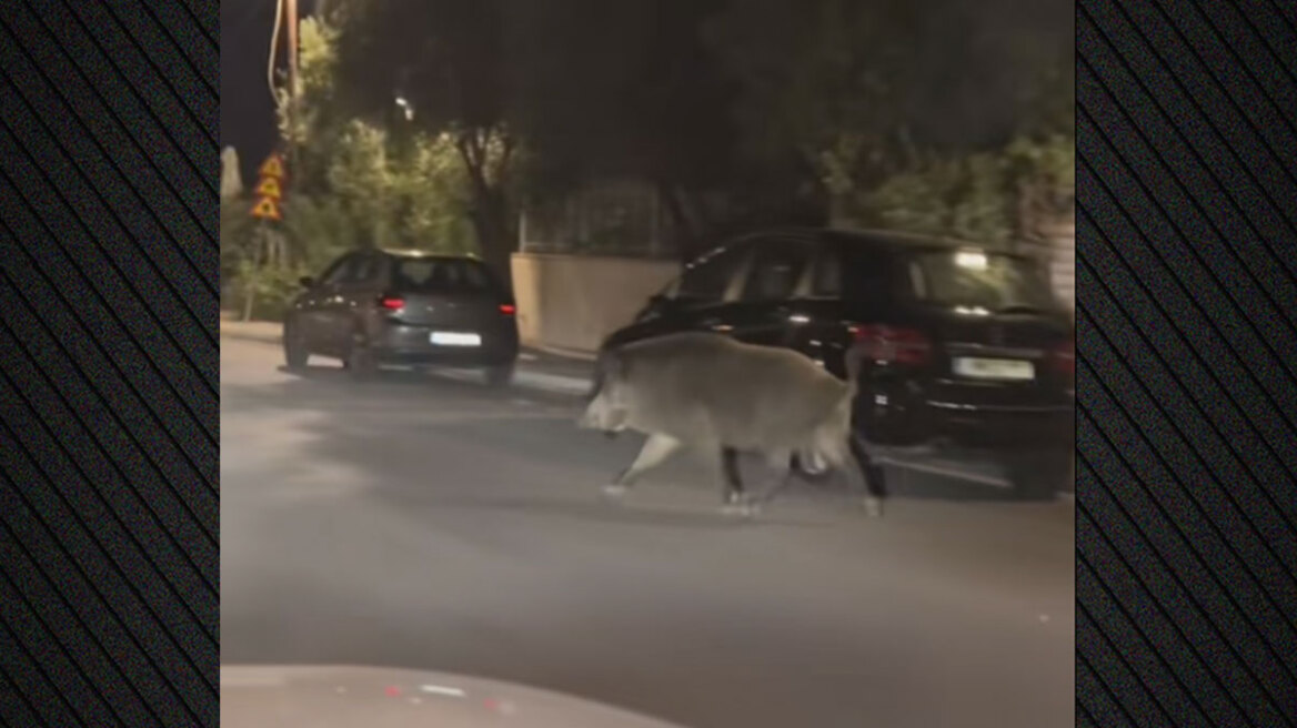 Αγριογούρουνο βόλταρε στο Χαϊδάρι, πώς αντέδρασαν επιβάτες σε αυτοκίνητο που πετάχτηκε μπροστά τους – Δείτε βίντεο