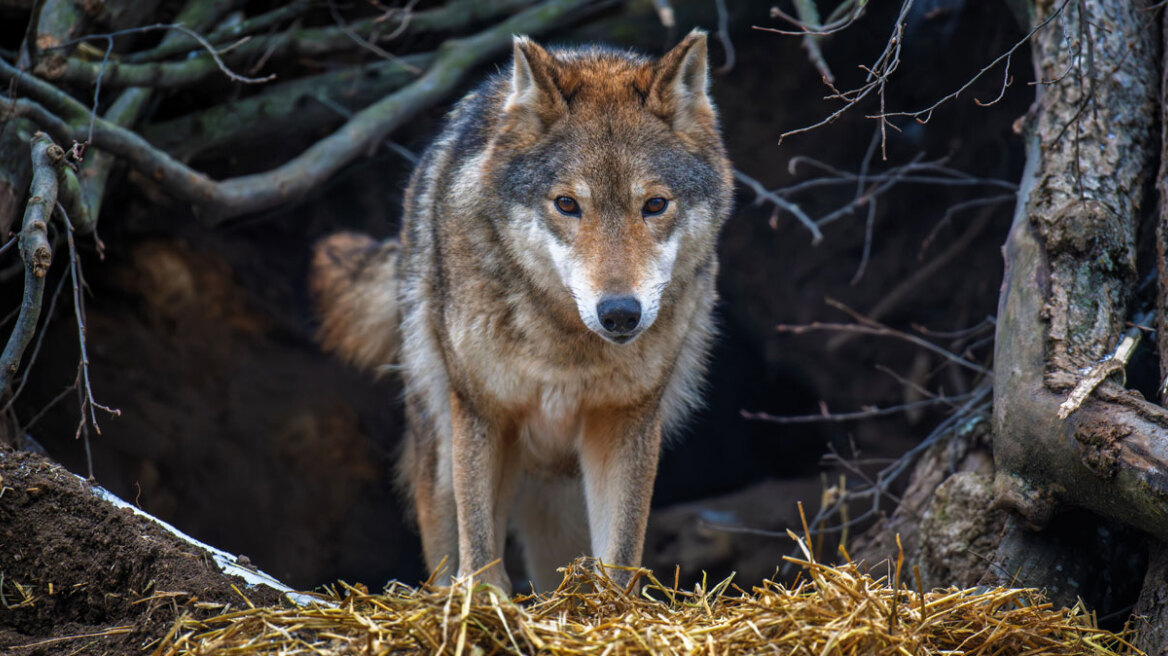 Ανησυχία μετά την επίθεση λύκου σε 5χρονη στη Χαλκιδική - Πόσο απειλητικά είναι τα άγρια ζώα στην Ελλάδα