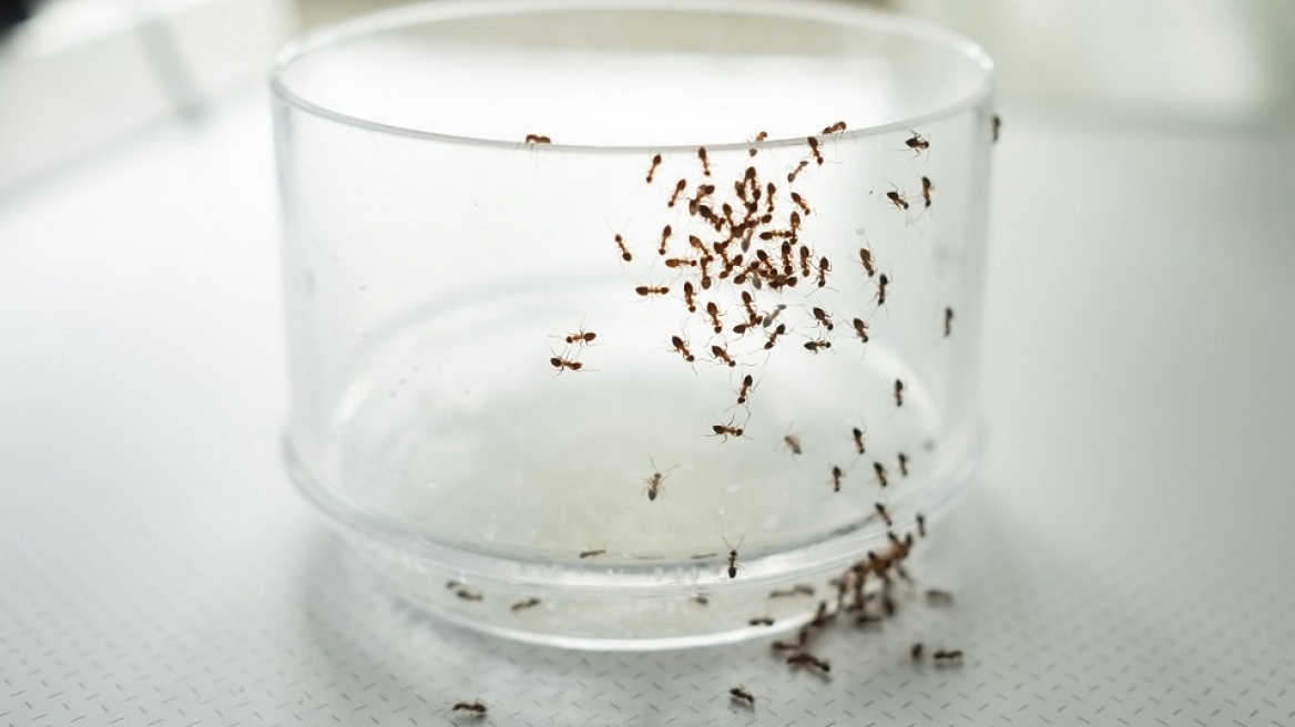 Μυρμήγκια στην κουζίνα: Πώς θα απαλλαγείτε από αυτά
