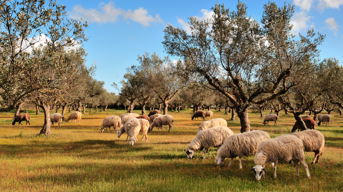 Έρχεται lockdown για τα ελληνικά αιγοπρόβατα αν δεν περιορισθεί το επόμενο δεκαήμερο η ευλογιά