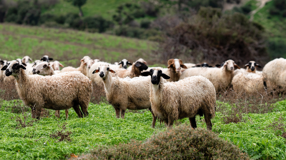 Οκτώ ερωτήσεις και απαντήσεις για την ευλογιά των προβάτων - Τα μέτρα για τον περιορισμό της νόσου