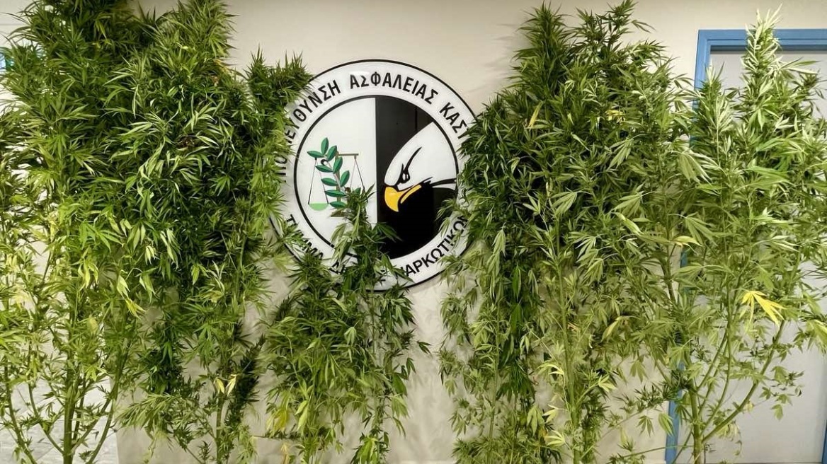 Καστοριά: Ο αστυνομικός σκύλος «Ορφέας» ξεσκέπασε 54χρονο διακινητή κάνναβης - Εντοπίστηκαν 7 δενδρύλλια σε αγρόκτημά του