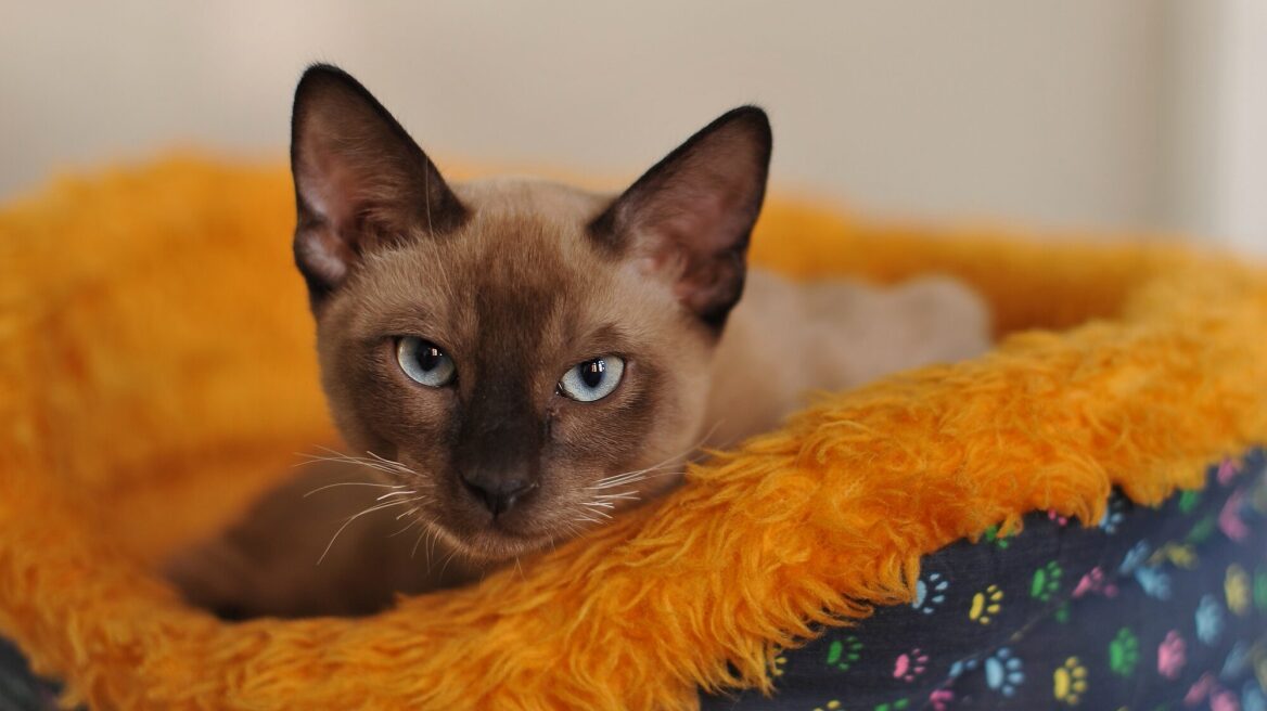 Αυτές είναι οι 4 αλλαγές στη συμπεριφορά της γάτας σας που πρέπει να σας προβληματίσουν