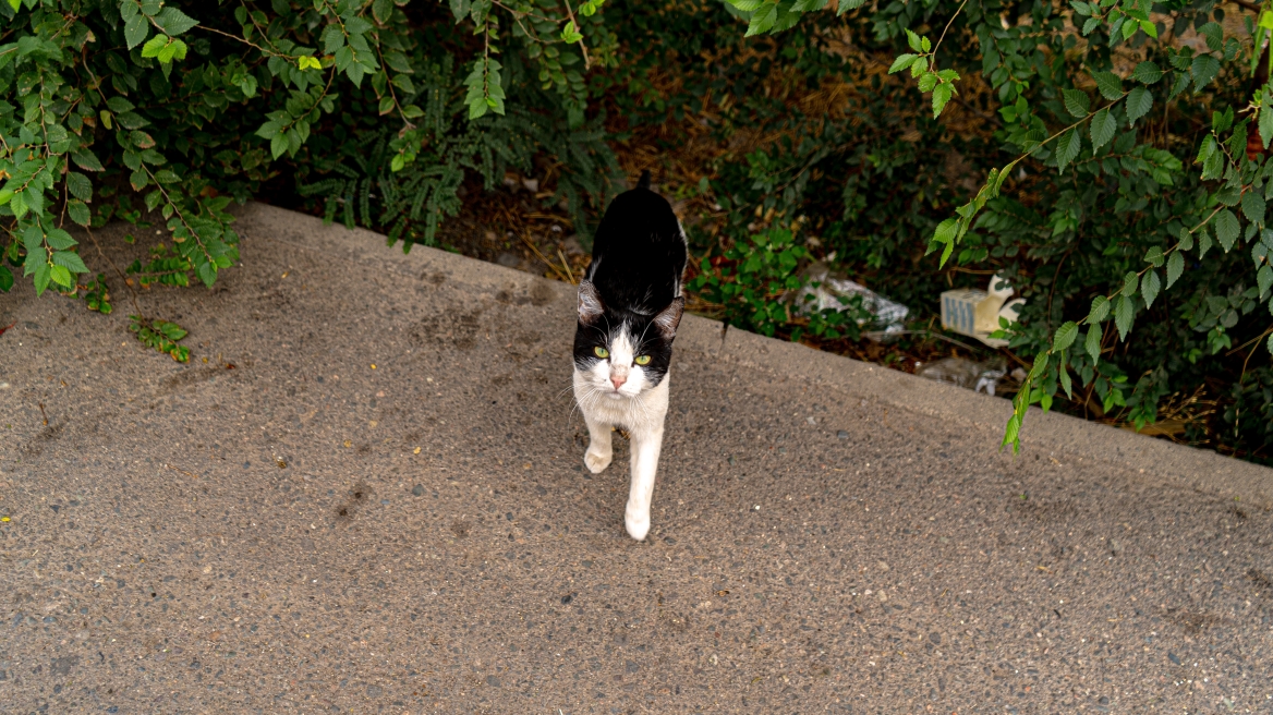 73χρονος στην Πέλλα κακοποίησε γάτα μέχρι θανάτου 