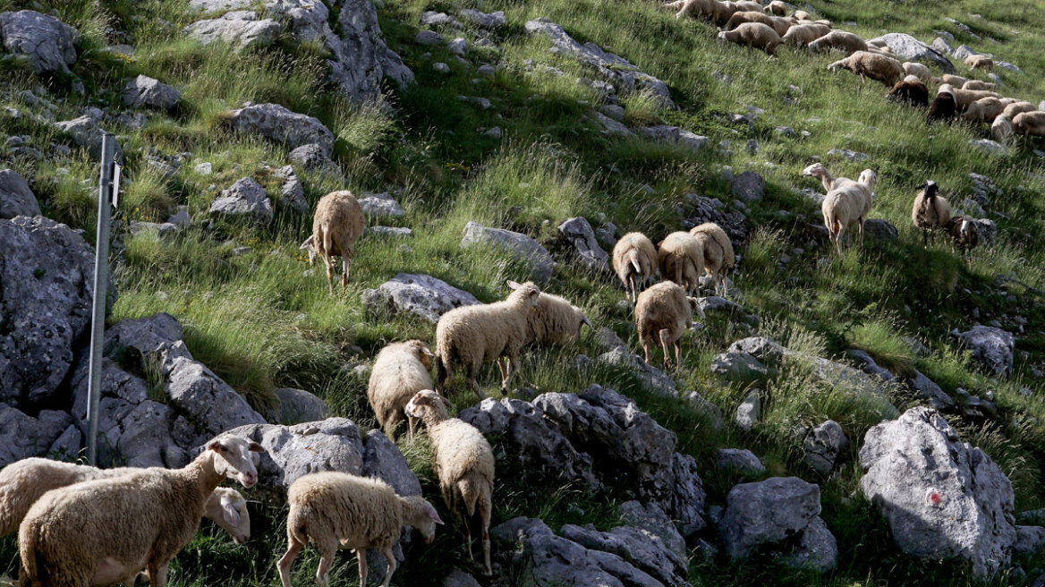 Μάχη με τον χρόνο για τον δεύτερο κύκλο διάδοσης της ευλογιάς στα αιγοπρόβατα - Γιατί δεν προκρίνεται ο εμβολιασμός