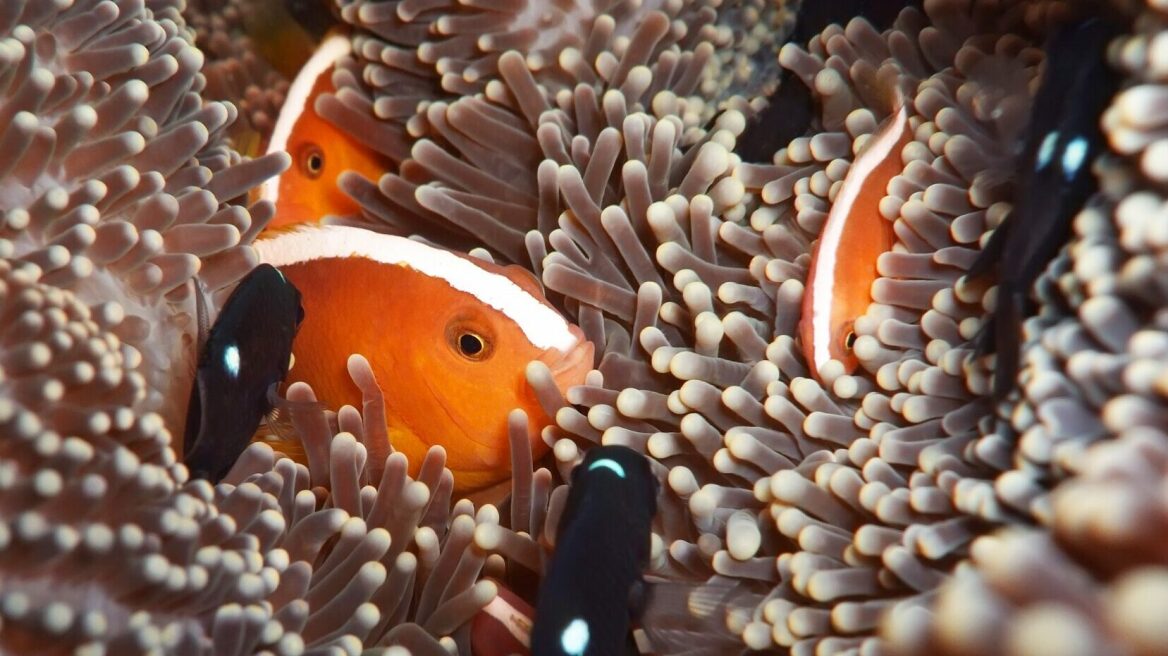 5 ερμαφρόδιτα ζώα που ζουν στη φύση- Είτε γεννιούνται έτσι είτε αλλάζουν φύλο στην πορεία