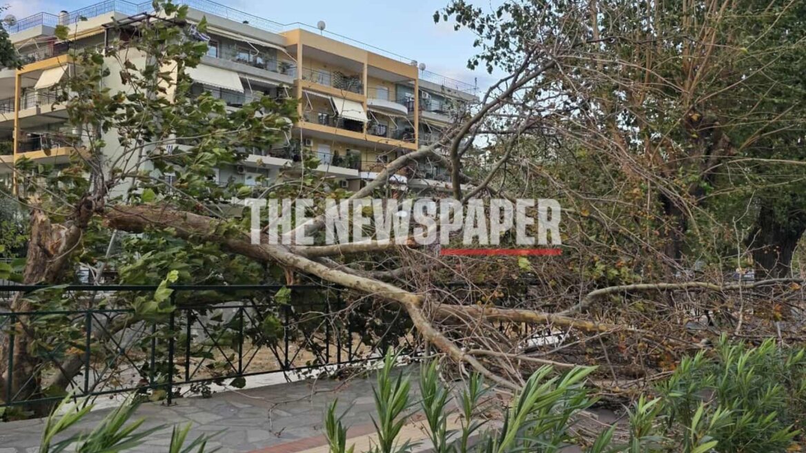 Θυελλώδεις άνεμοι σάρωσαν τον Βόλο - Ξεριζώθηκαν δέντρα, καταπλακώθηκαν ΙΧ, δείτε φωτογραφίες