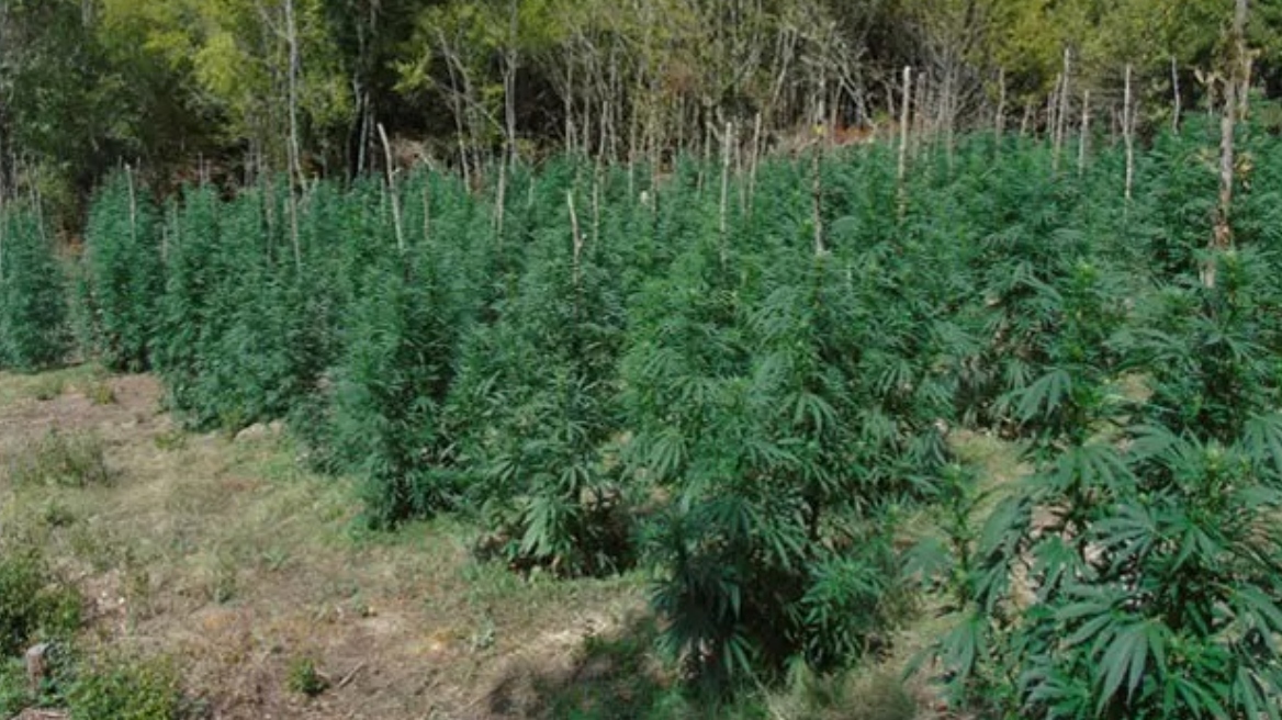 Λάρισα: Πάνω από 5.000 δενδρύλλια κάνναβης βρέθηκαν σε ορεινή περιοχή του Ολύμπου 