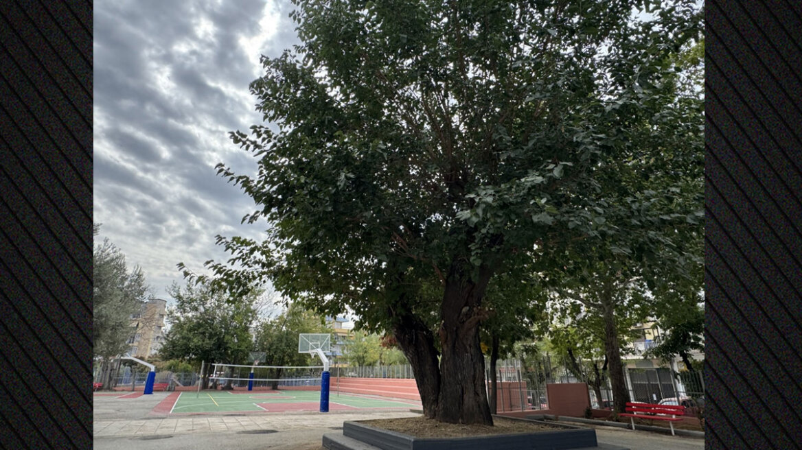 Η ιστορική μουριά της Θεσσαλονίκης που μετρά 250 χρόνια - Από τον τενεκεδομαχαλά της Ξηροκρήνης στην αυλή των Δημόσιων Ωνάσειων Σχολείων