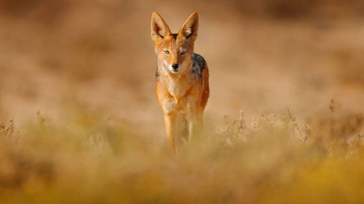 Τσακάλι: Τι πρέπει να γνωρίζουμε για τον παρεξηγημένο «καθαριστή» της φύσης