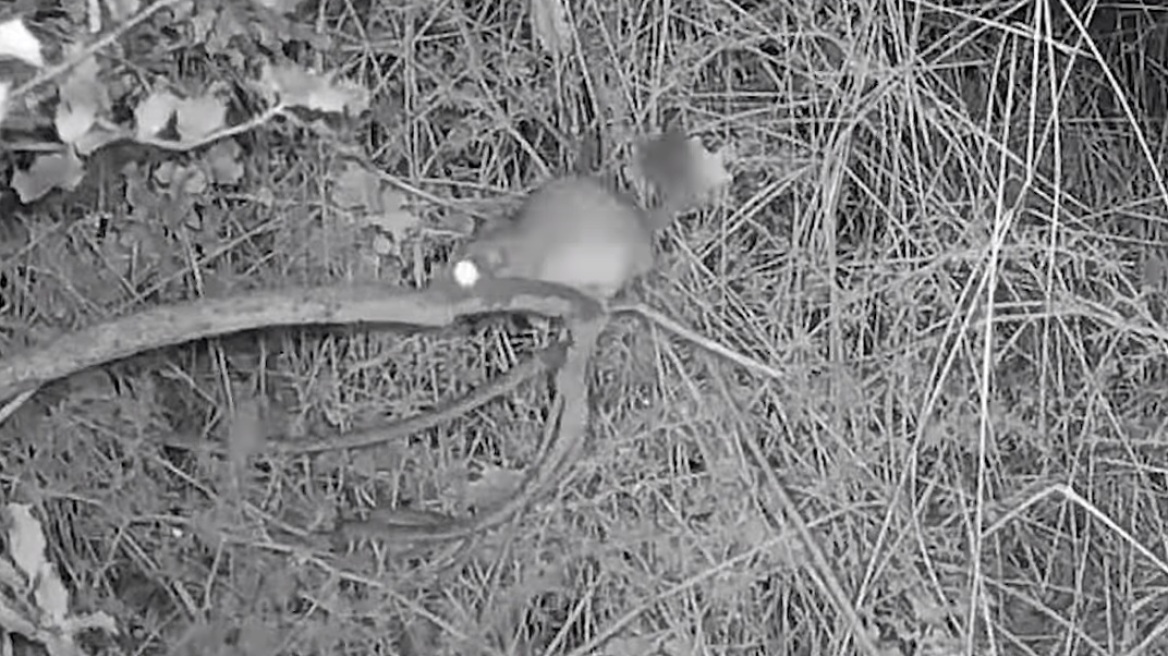 Δείτε βίντεο: Το σπάνιο είδος θηλαστικού που εντοπίστηκε στους πρόποδες του Ταϋγέτου