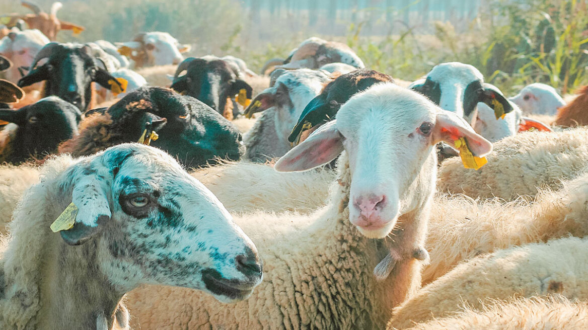 Ερχεται lockdown στην κτηνοτροφία: Η ευλογιά των αιγοπροβάτων σε 9+1 ερωτήσεις και απαντήσεις