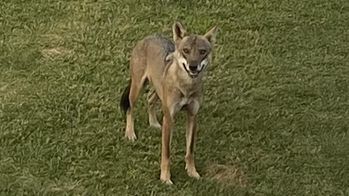 Μεγαλόσωμος λύκος εμφανίστηκε και στα Σήμαντρα  Χαλκιδικής - «Από την ανομβρία στέρεψαν οι πηγές στα βουνά και ψάχνει νερό σε εμάς»