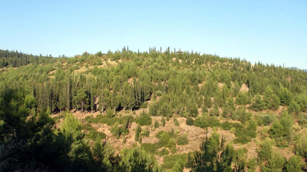 Ελεύθερος ο 51χρονος που έσφαξε αρνί στο Σέιχ Σου για να τιμήσει ένα έθιμο
