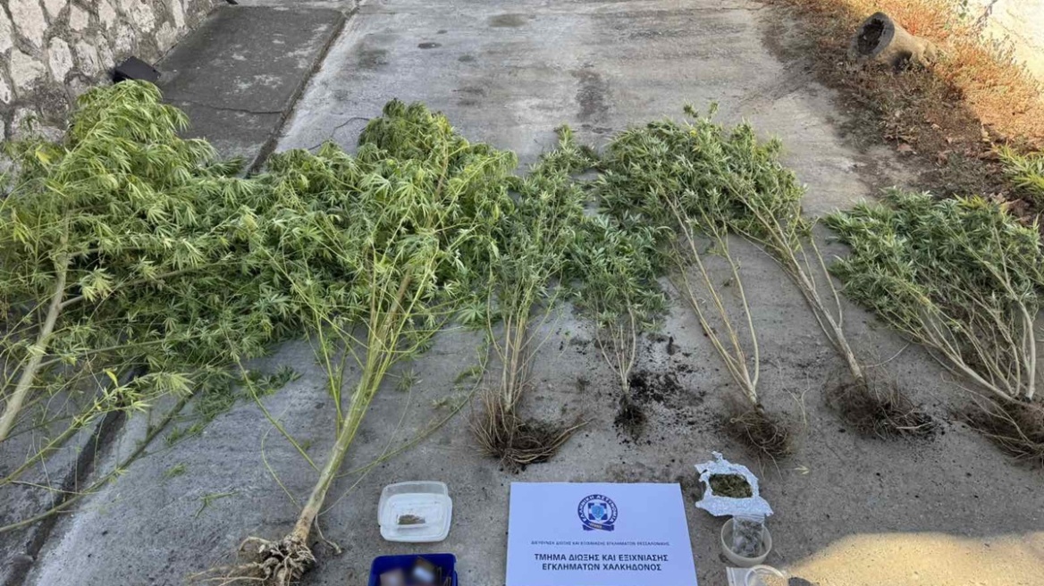 Θεσσαλονίκη: Συνέλαβαν 47χρονο όταν πήγε να ποτίσει τα χασισόδεντρα