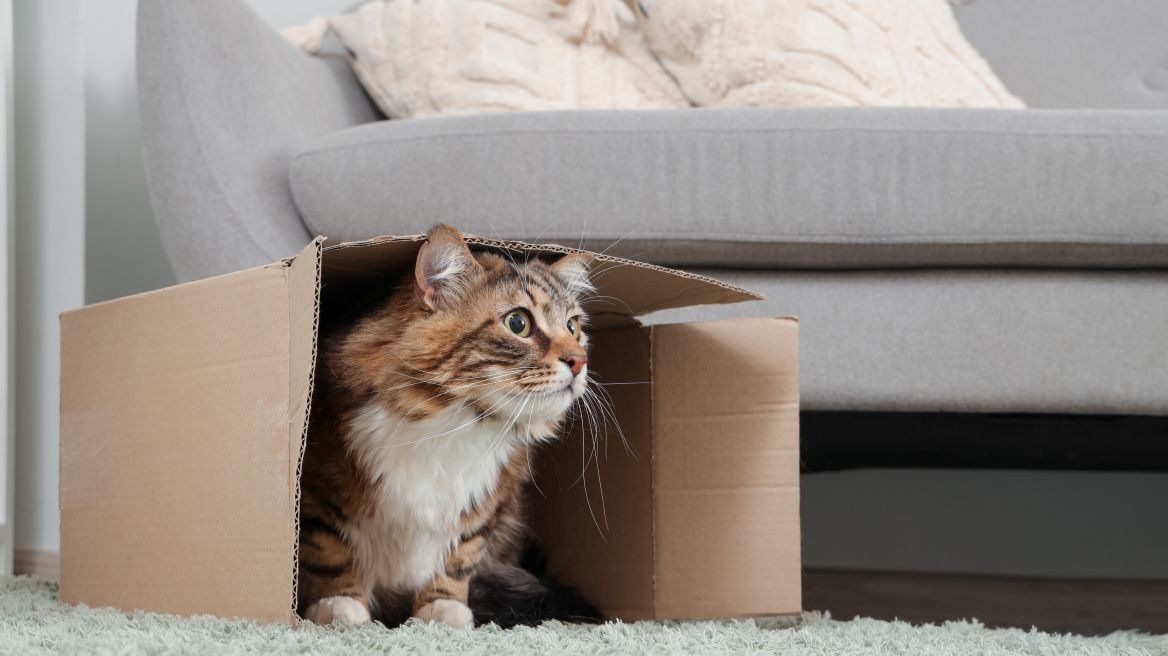 Πώς θα βοηθήσετε τη γάτα σας να συνηθίσει σε ένα νέο σπίτι