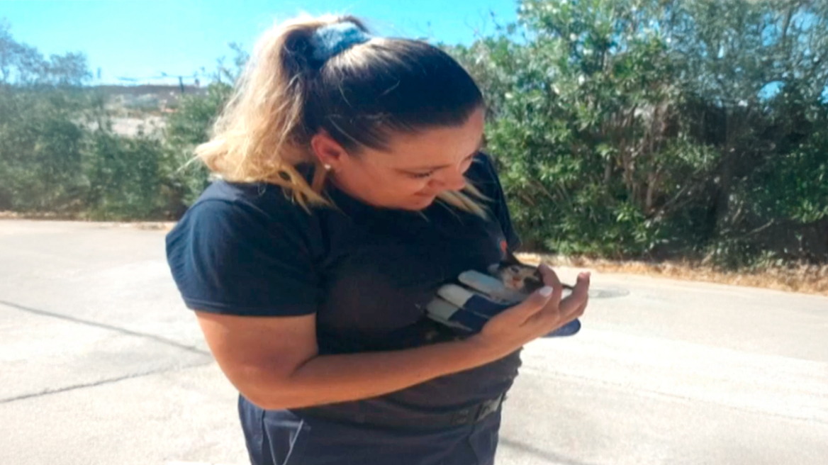 Υπάλληλοι του δήμου έσωσαν γατάκι που έπεσε σε φρεάτιο στη Βούλα, δείτε εικόνες
