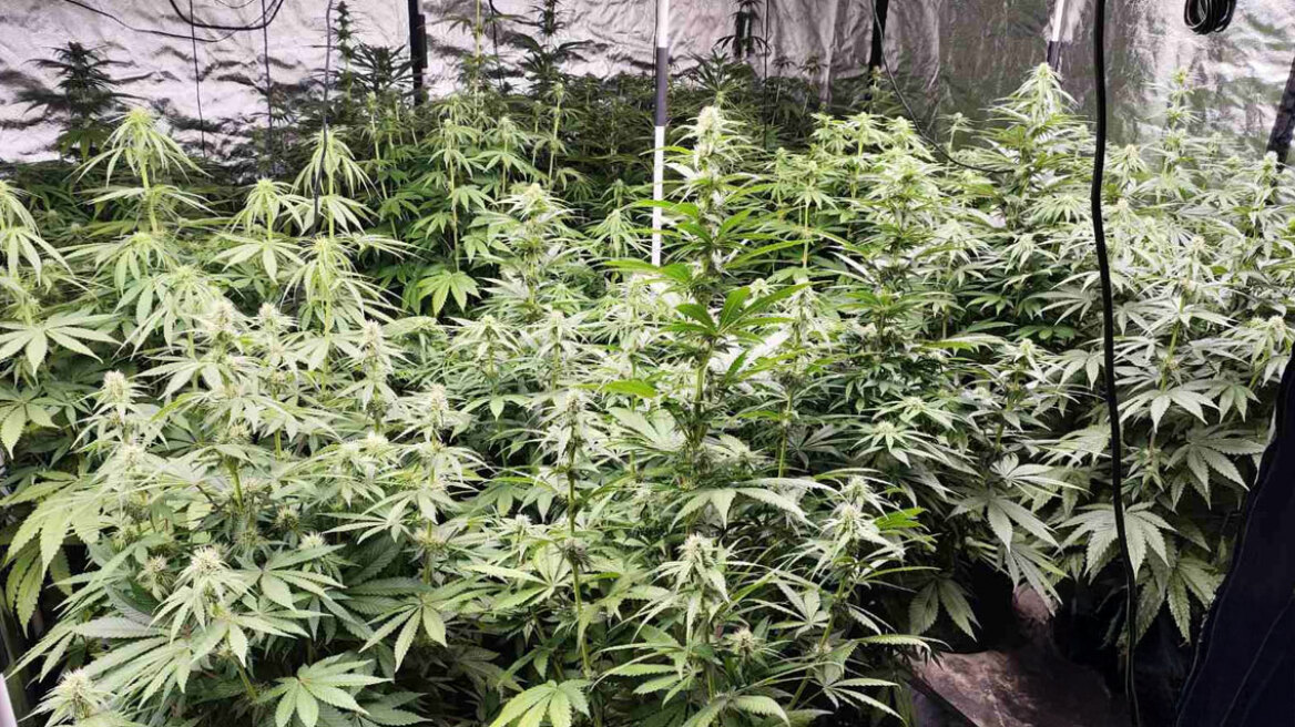 Θεσσαλονίκη: Συνελήφθη άνδρας που καλλιεργούσε δενδρύλλια κάνναβης σε αποθήκη του σπιτιού του - Δείτε βίντεο