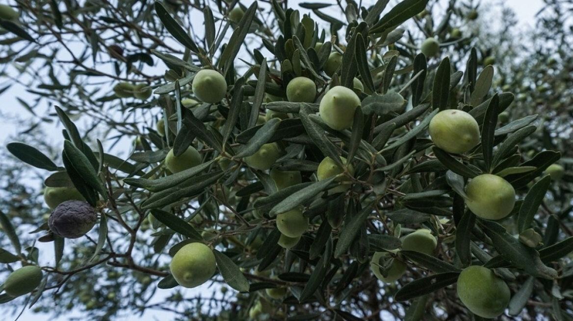 Πρόστιμα έως 5.000 ευρώ ή 12 συντάξεις για λίγες ελιές και… τρία ξεχασμένα «κλικ»