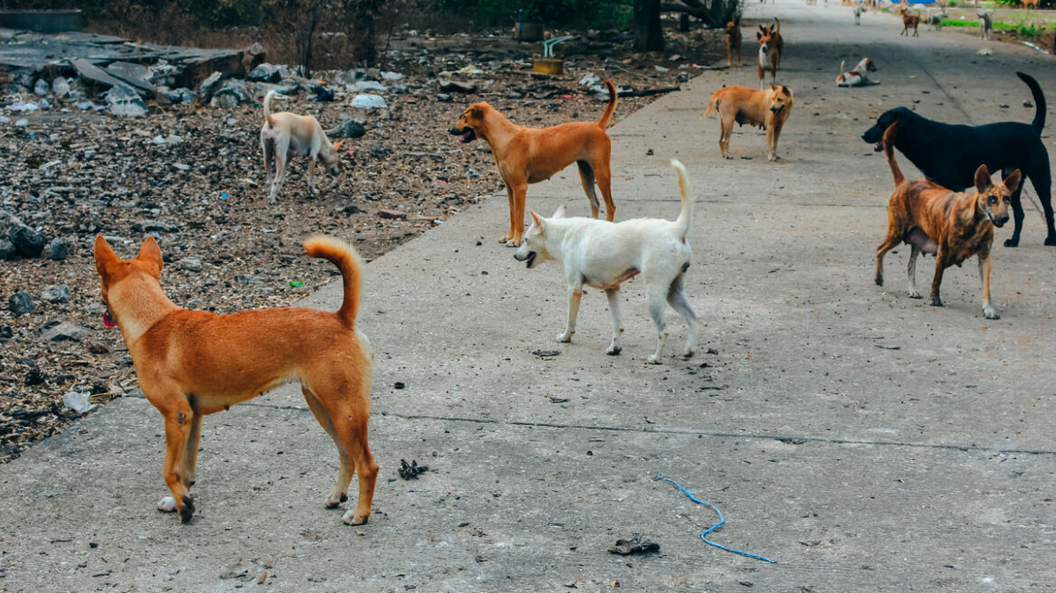 Πήλιο: Αδέσποτα σκυλιά εισέβαλαν σε αγρόκτημα στα Άνω Λεχώνια και κατασπάραξαν 50 κότες
