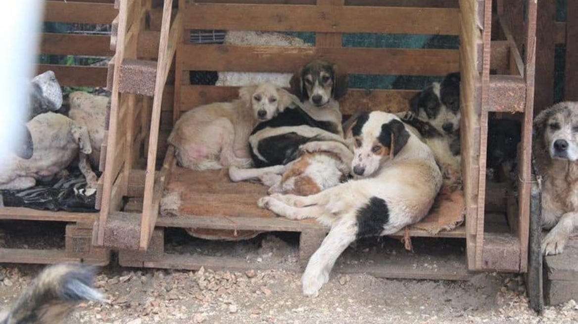 Καταδικάστηκε αντιδήμαρχος του Δήμου Ζηρού και πρόεδρος φιλοζωικού σωματείου για κακοποίηση σκυλιών στην Φιλιππιάδα