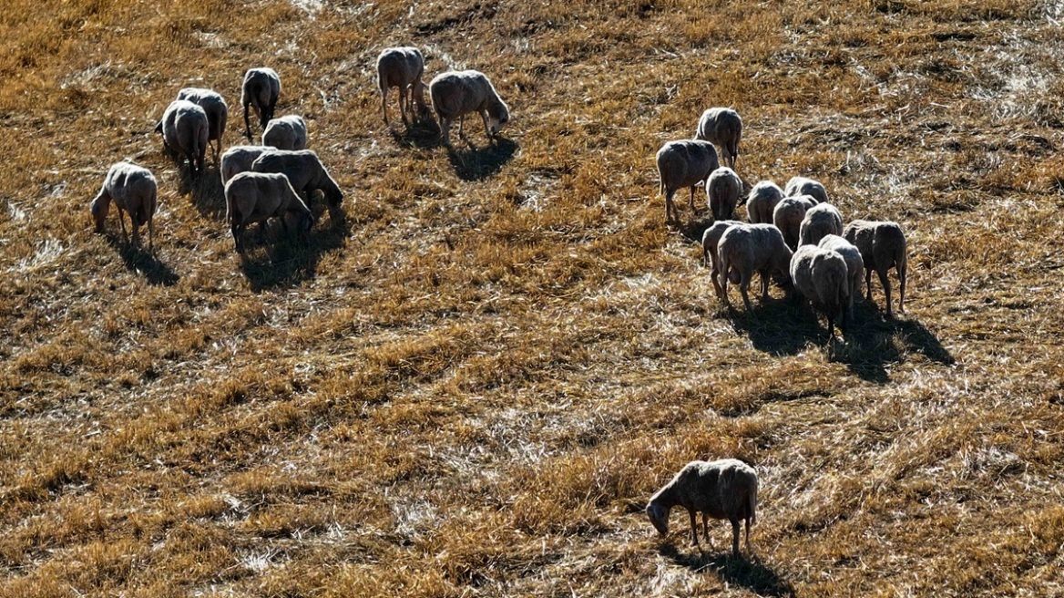 Παρατείνονται τα προληπτικά μέτρα για την ευλογιά των αιγοπροβάτων στην Κρήτη