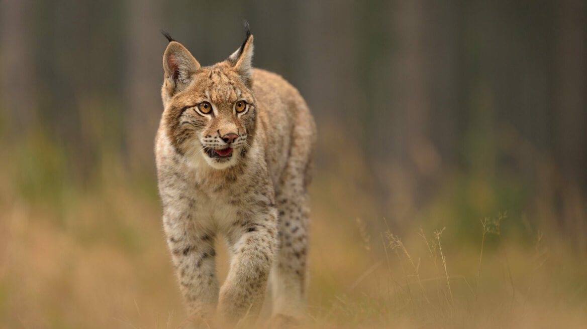 Λύγκας: Όσα πρέπει να γνωρίζετε για το μυστηριώδες και μοναχικό αιλουροειδές