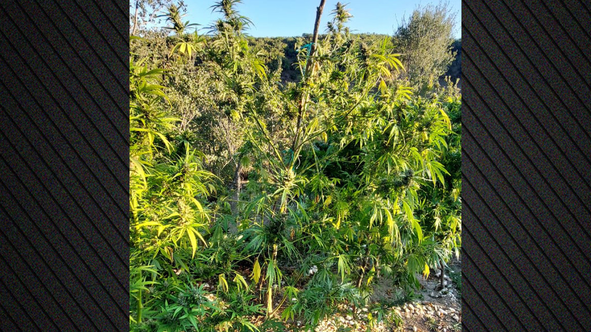 Αστυνομικοί εντόπισαν φυτεία 1.650 δενδρυλλίων κάνναβης σε δύσβατη περιοχή των Ιωαννίνων - Δείτε βίντεο και φωτογραφίες