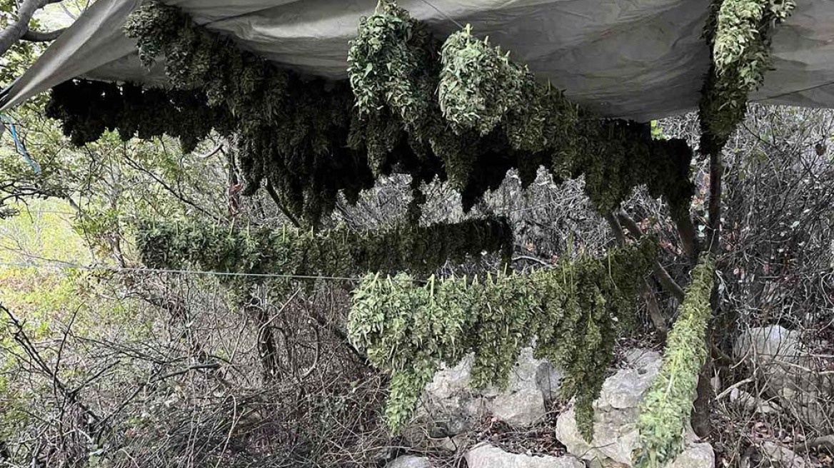 Ηράκλειο: Συνελήφθη 57χρονος για ναρκωτικά - Εντοπίστηκαν 17 κιλά κάνναβης και 46 δενδρύλλια, δείτε φωτογραφίες
