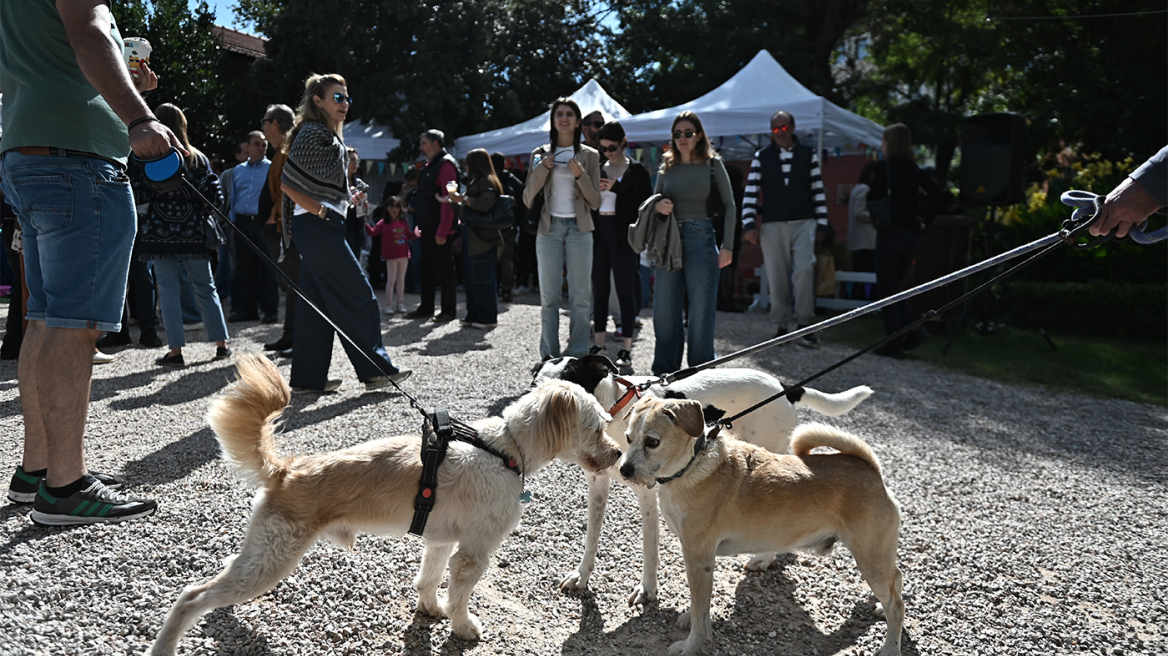A Day with my Pet: Το petmou.gr σας περιμένει στην πλατεία Δαβάκη στην Καλλιθέα για μια ξεχωριστή μέρα με τα τετράποδα φιλαράκια σας