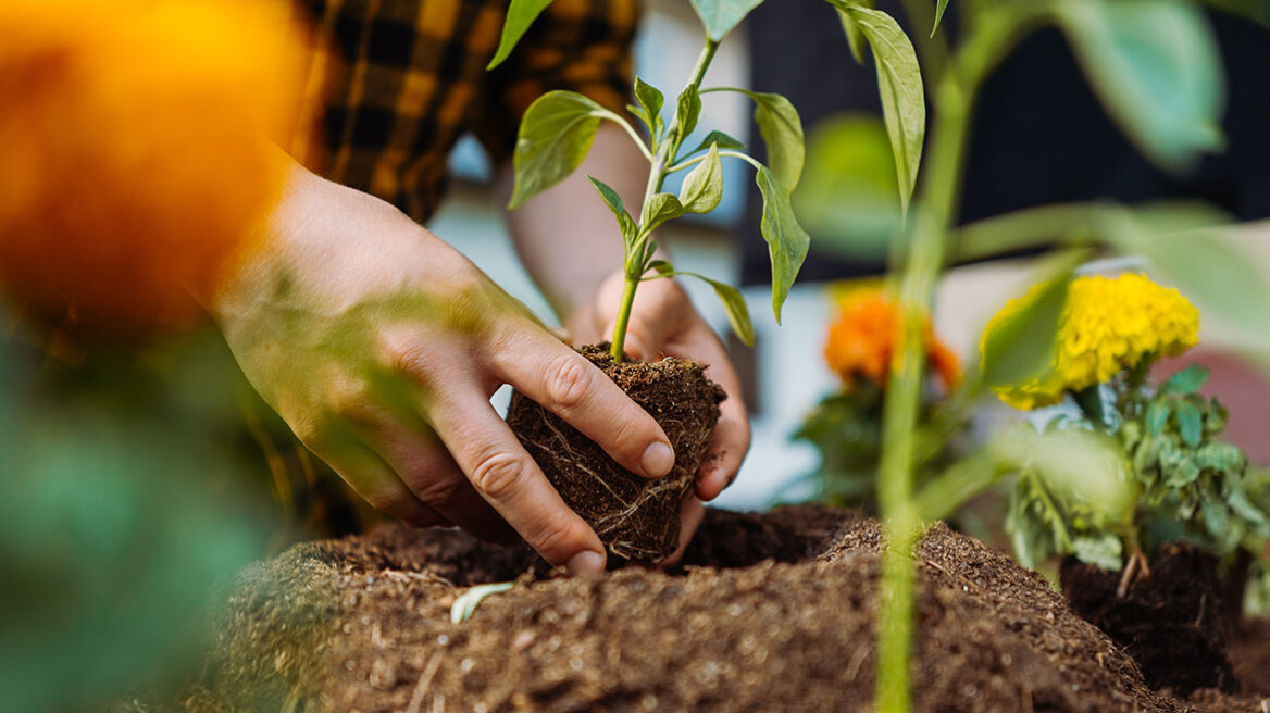 5+1 φυτά για να φυτέψετε το φθινόπωρο