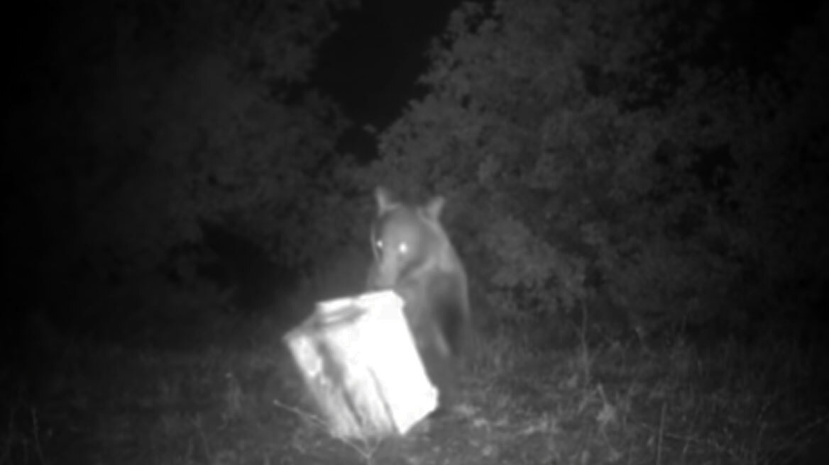 Φθιώτιδα: Αρκούδα επιτίθεται σε κυψέλες μελισσοκόμου - Δείτε βίντεο
