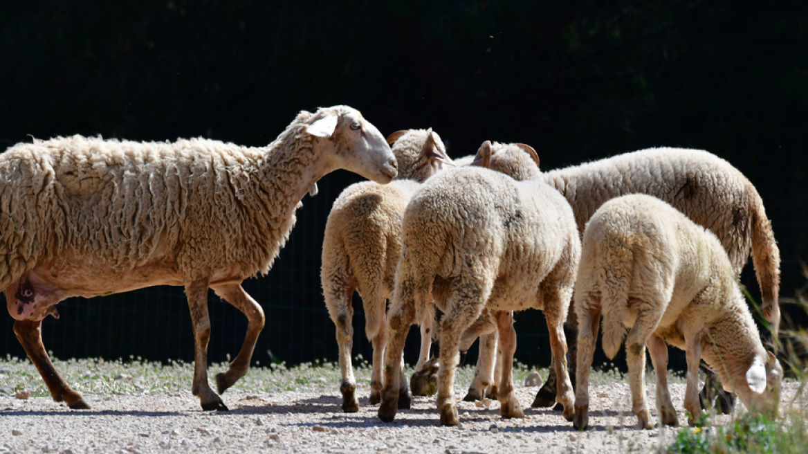 Επείγουσα προκαταρκτική εξέταση για την ευλογιά στη Θεσσαλία, ζητά η Εισαγγελία Εφετών Λάρισας