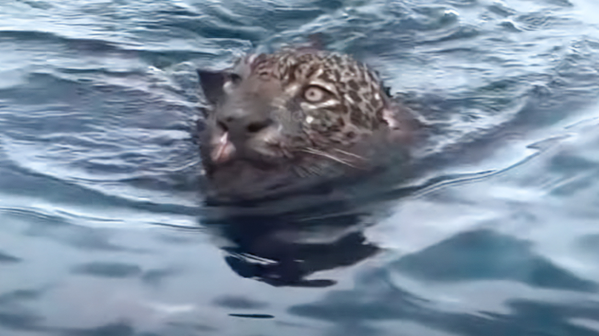 Συγκινητική διάσωση τραυματισμένου τζάγκουαρ που πάλευε για τη ζωή του σε ποτάμι στη Βραζιλία, δείτε βίντεο