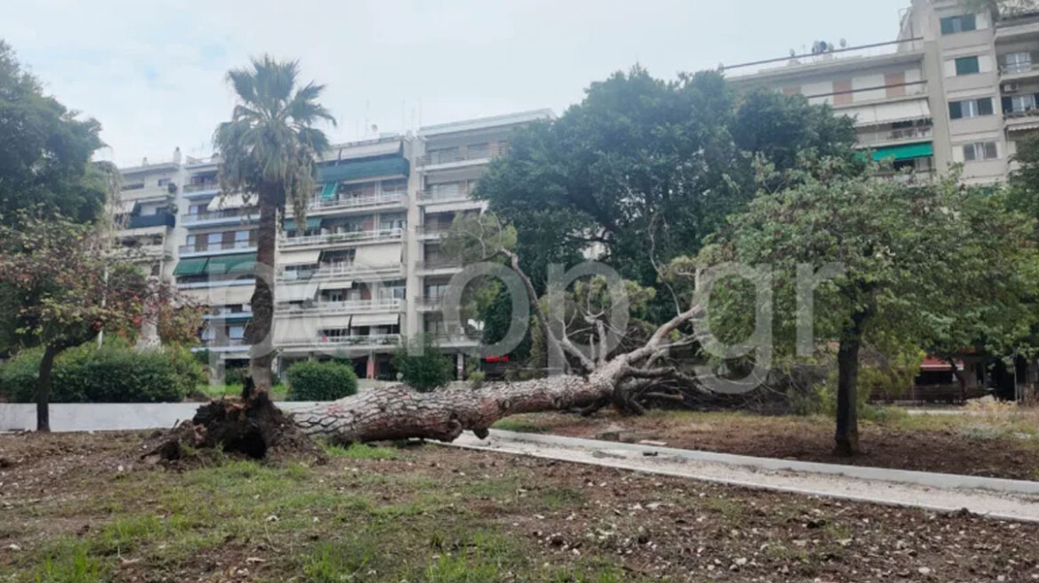 Πάτρα: Έπεσε πεύκο 15 μέτρων σε πλατεία - Δείτε φωτογραφίες και βίντεο