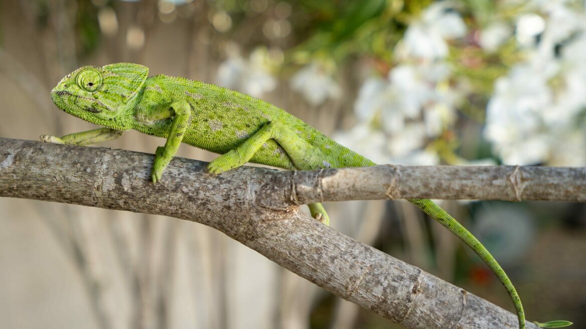Χαμαιλέοντας: ο μετρ του καμουφλάζ - Τα είδη που ζουν στην Ελλάδα