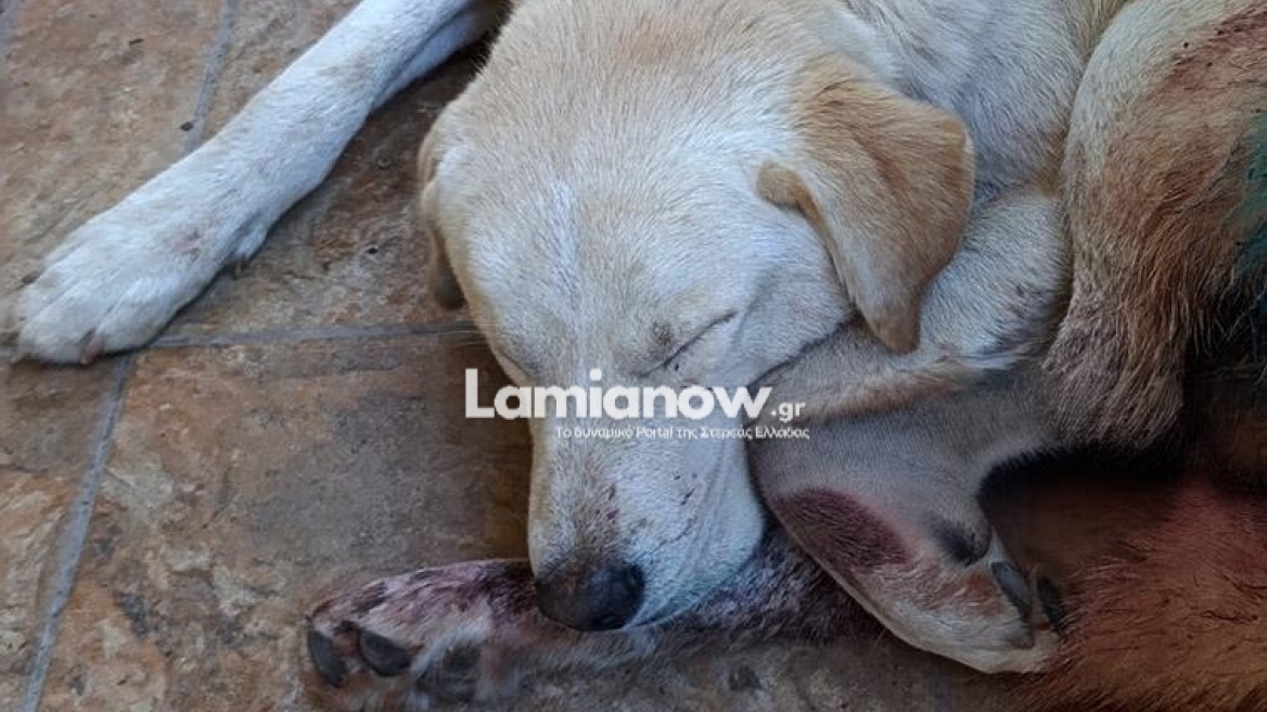 Καμένα Βούρλα: Πυροβόλησαν σκύλο με δεκάδες σκάγια - Τον βρήκαν αιμόφυρτο οι ιδιοκτήτες του 