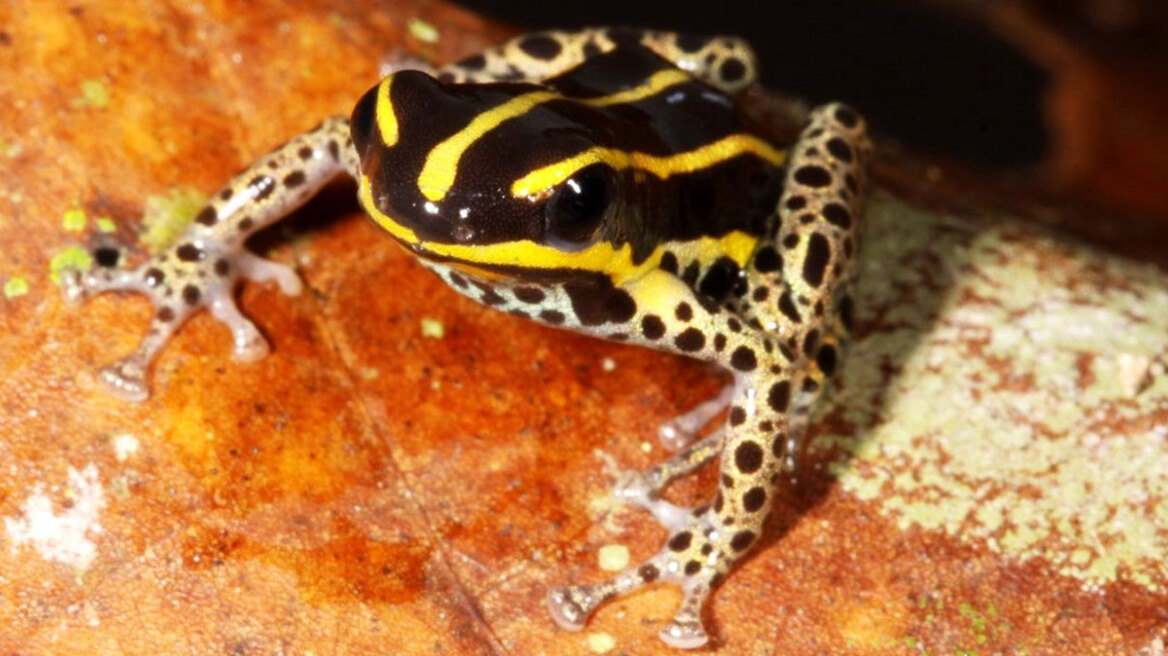 Νέο μικροσκοπικό αλλά δηλητηριώδες είδος βατράχου ανακαλύφθηκε στην περουβιανή Αμαζονία
