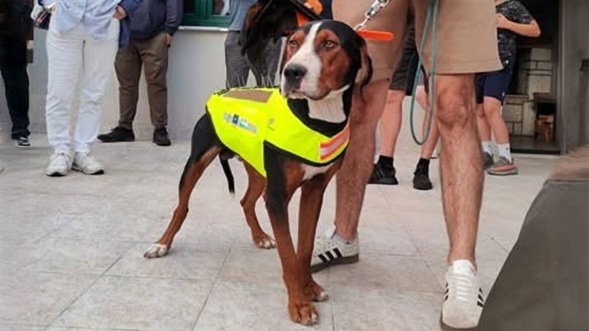 Θεσσαλονίκη: Φωσφοριζέ γιλέκα με καρφιά για κυνηγόσκυλα προστατεύουν από δαγκώματα λύκων
