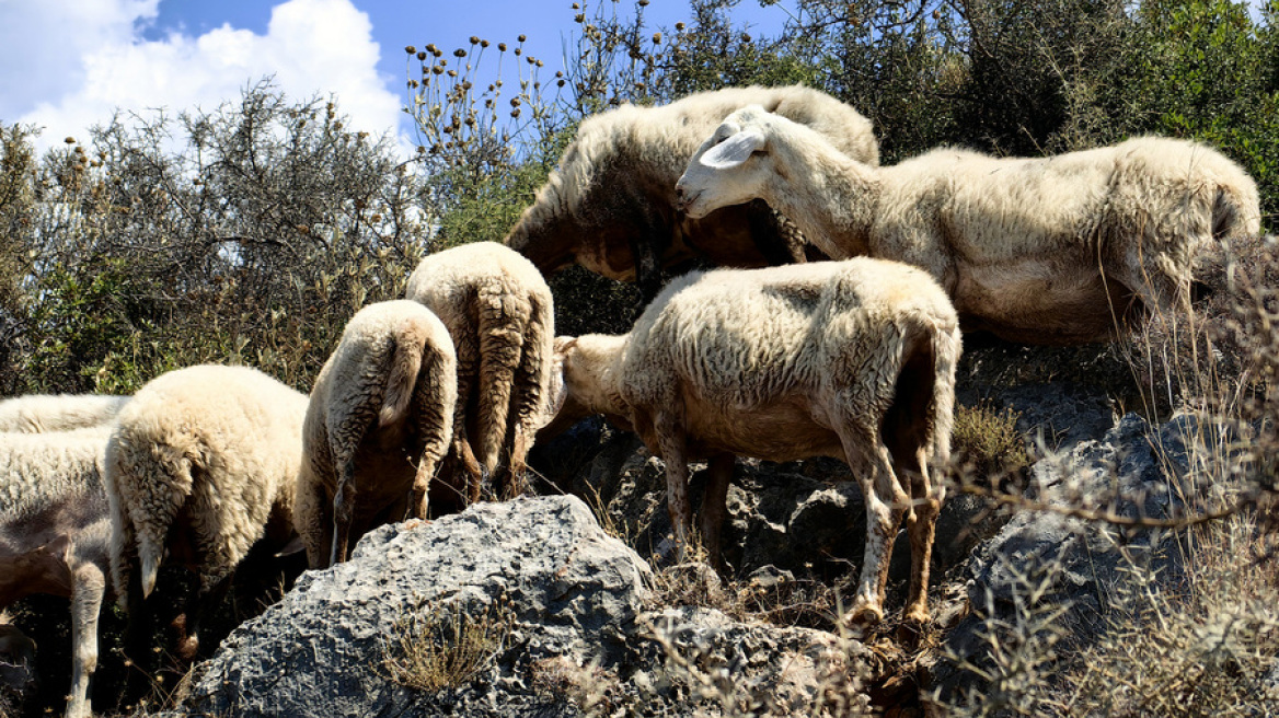 Ενίσχυση των ελέγχων και των μέτρων για την ευλογιά των αιγοπροβάτων αντί για lockdown