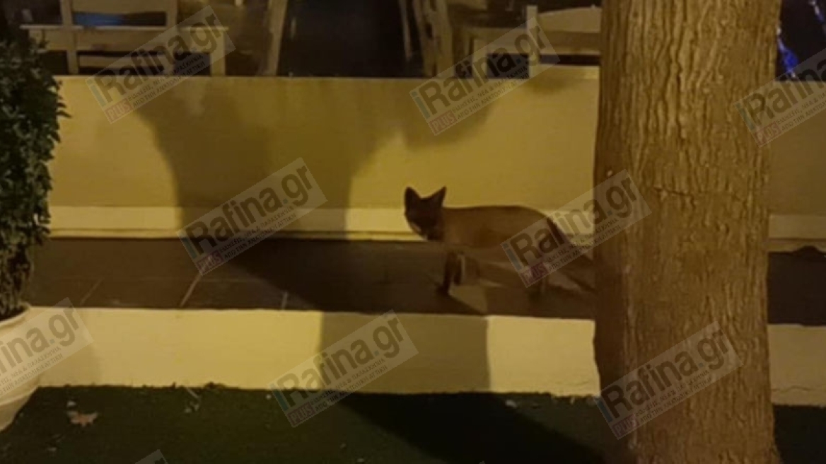 Βίντεο: Τραυματισμένο αλεπουδάκι ψάχνει τροφή στην κεντρική πλατεία της Ραφήνας