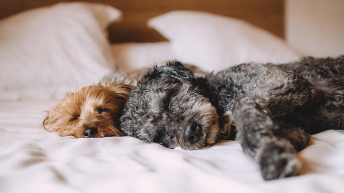 Προ των πυλών τα pet rooms - Ειδικό σήμα για τουριστικά καταλύματα φιλικά προς τα ζώα συντροφιάς