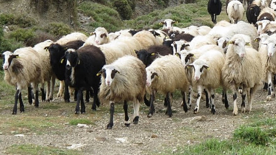 Στη φυλακή πατέρας και γιοι που έκλεψαν τουλάχιστον 850 πρόβατα στο Λασίθι
