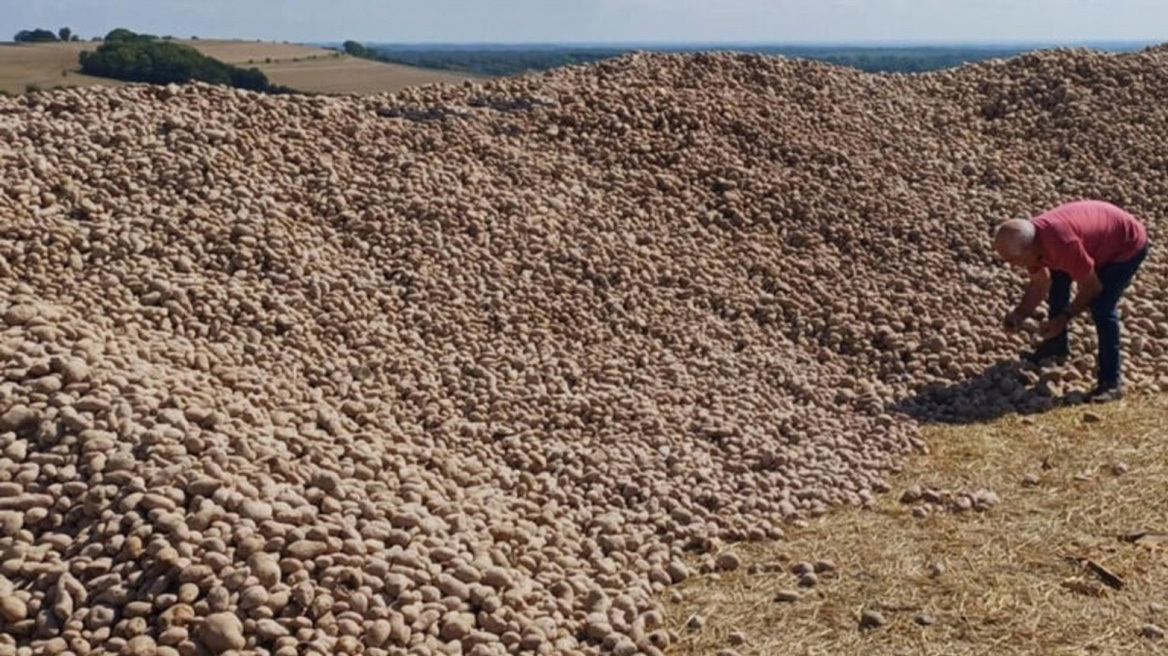 Έμεινε με 32 τόνους πατάτες που κανείς δεν ήθελε - μέχρι που το χωράφι του πλημμύρισε από αυτοκίνητα!