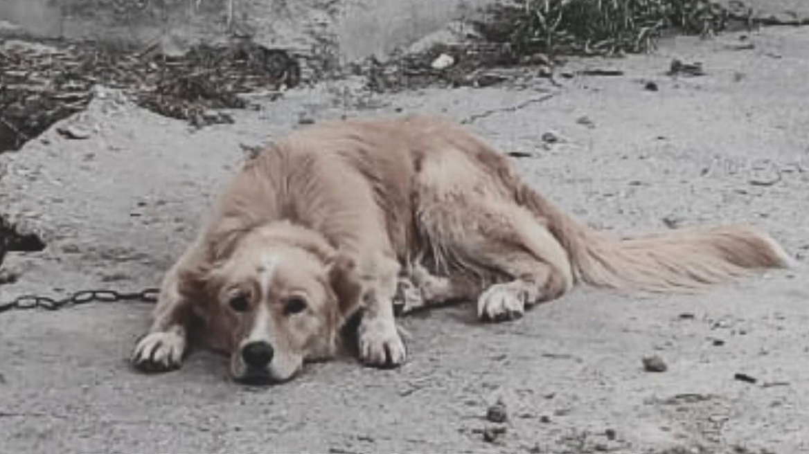 Ζώα δεμένα στον ήλιο και παστουρωμένα - Καταγγελίες για κακοποίηση στην Πάρο
