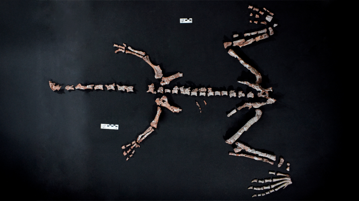 Αργεντινοί επιστήμονες ανακάλυψαν τον σχεδόν πλήρη σκελετό ενός από τα παλαιότερα είδη δεινοσαύρων